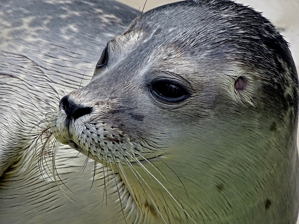 GoudGoed Textiel en Zeehondencentrum Pieterburen